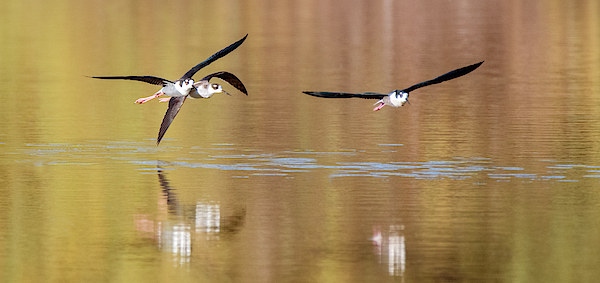 Black-necked Stilts 4201-110419 by Tam Ryan Black-necked Stilts 4201-110419 by Tam Ryan