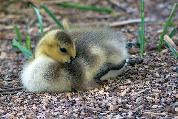Canada Goose Gosling 7312-041519 by Tam Ryan Canada Goose Gosling 7312-041519 by Tam Ryan
