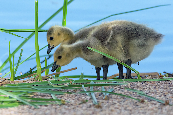 Canada Goose Goslings 7281-041519 by Tam Ryan Canada Goose Goslings 7281-041519 by Tam Ryan