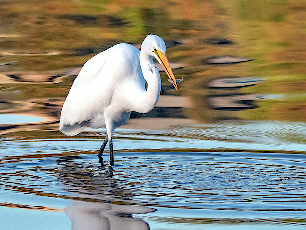 Great Egret 1311-101519 by Tam Ryan Great Egret 1311-101519 by Tam Ryan