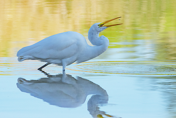 Great Egret 1452-101519 by Tam Ryan Great Egret 1452-101519 by Tam Ryan