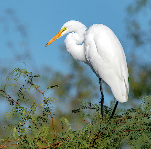 Great Egret 1471-101519 by Tam Ryan Great Egret 1471-101519 by Tam Ryan