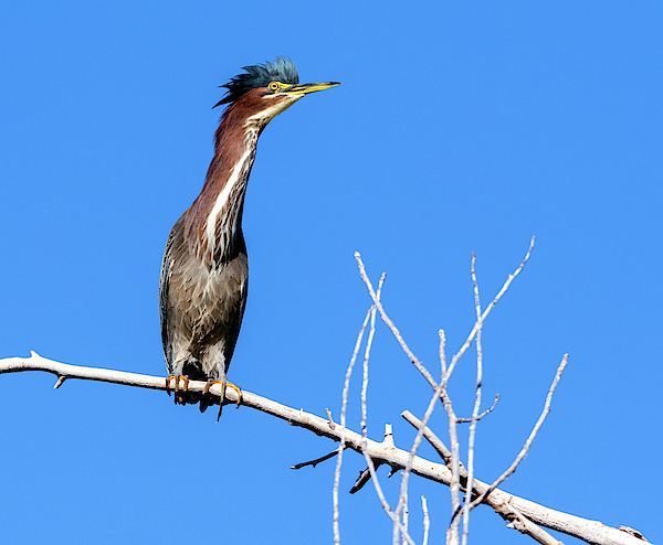 Green Heron 2374-102019 by Tam Ryan Green Heron 2374-102019 by Tam Ryan