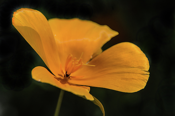Poppy 5612-030519 by Tam Ryan Poppy 5612-030519 by Tam Ryan