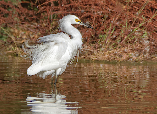 Snowy Egret 2117-102019 by Tam Ryan Snowy Egret 2117-102019 by Tam Ryan
