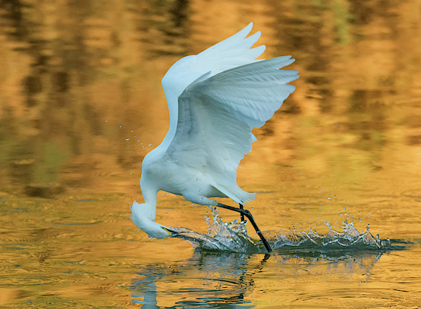 Snowy Egret Fishing 8645-061919 by Tam Ryan Snowy Egret Fishing 8645-061919 by Tam Ryan